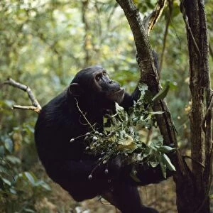 Chimpanzee - "Freud" with berries (Pseudospondias microcarpa) Gombe, Tanzania, Africa