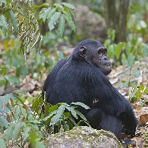 Chimpanzee Gombe Stream Reserve, Tanzania