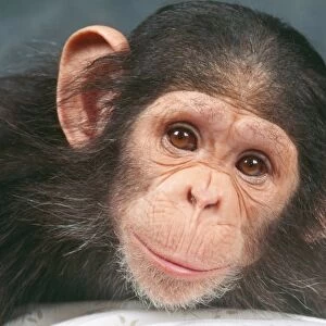 Chimpanzee JD 8921 Pan troglodytes © John Daniels / ARDEA LONDON