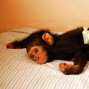 Chimpanzee Lying on bed at Orphanage / Nursery for young chimpanzees Congo, Central Africa