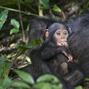 Chimpanzee - three month old infant - tropical forest - Western Uganda - Africa