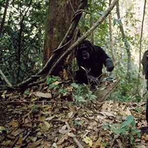 Chimpanzee - "Pax" watching older brother catch ants - Gombe - Tanzania - Africa
