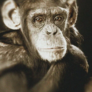 Chimpanzee - Portrait, sepia effect