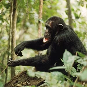 Chimpanzee - "Prof" fishing for Safari Ants Gombe, Tanzania, Africa