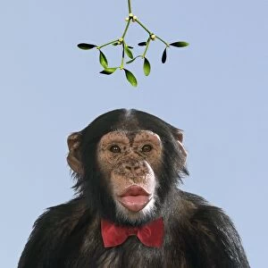 Chimpanzee - showing lips kissing under mistletoe with bow tie. Digital Manipulation: Mistletoe USH. Bow tie JD