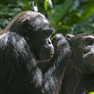 Chimpanzee - social grooming in morning sun - tropical forest - Western Uganda - Africa