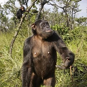 Chimpanzee - standing. Chimfushi - Zambia