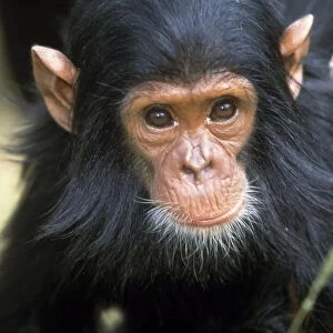 Chimpanzee Tanzania