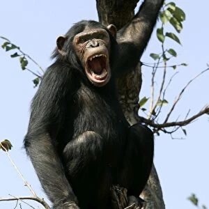 Chimpanzee - in tree, calling. Chimfunshi Chimp Reserve - Zambia - Africa