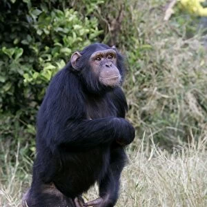 Chimpanzee - walking. Chimfunshi Chimp Reserve - Zambia - Africa