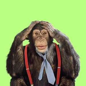 Chimpanzee - wearing tie and braces Digital Manipulation: Colour B/G Tie & braces (Su)