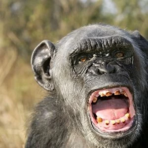 Chimpanzee - yawning showing close-up of mouth and teeth, aggressive. Chimfunshi Chimp Reserve - Zambia - Africa