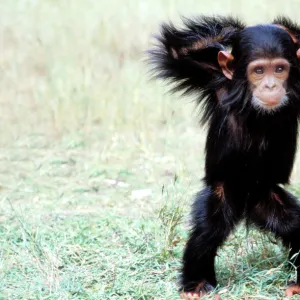 Chimpanzee - young, with arms on head