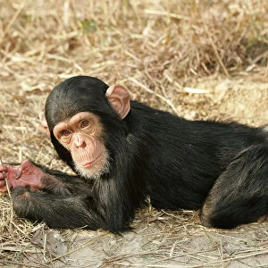 Chimpanzee - young. Chimfunshi Chimp Reserve - Zambia - Africa