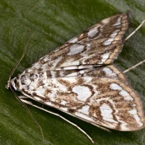 China Mark Moth - adult - Larvae are aquatic - Dorset China Mark Moth - adult - Larvae are aquatic - Dorset