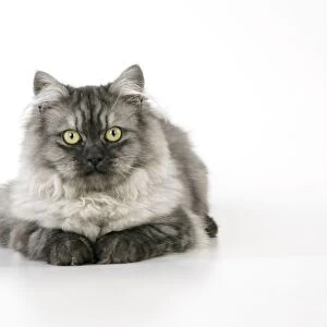 Chincilla X Persian dark silver smoke Cat
