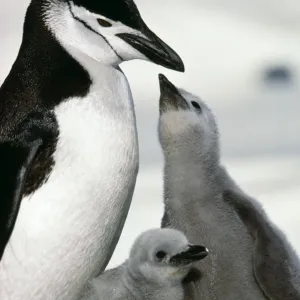 Chinstrap Penguin Adult & 2 chicks 1 begging. Paradise Bay, Antarctic Peninsula Chinstrap Penguin Adult & 2 chicks 1 begging. Paradise Bay, Antarctic Peninsula