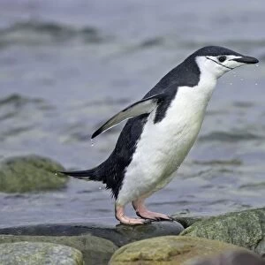 Chinstrap Penguin - Emerging from sea South Orkneys, Antarctica BI007654. tif