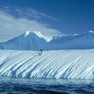 Chinstrap Penguin - on iceberg