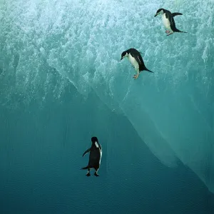 Chinstrap Penguin - jumping off blue iceberg, Antarctic region, Islands in the southern oceans, Antarctic peninsular JPF30984