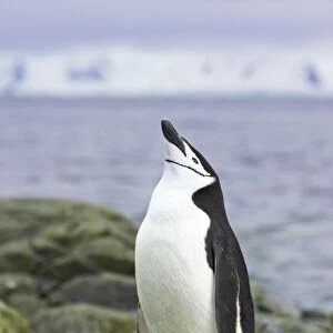 Chinstrap Penguin - Skypointing South Orkneys, Antarctica BI007674. tif