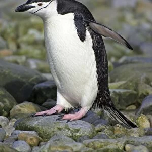 Chinstrap Penguin South Orkneys, Antarctica BI007601. tif