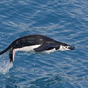Chinstrap Penguin - swimming. Cooper Bay - South Georgia