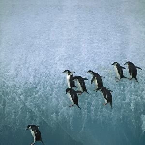 Chinstrap penguins - jumping off blue iceberg, South Sandwich Islands, Antarctica, Islands in the southern oceans, Antarctic peninsular JPF31492