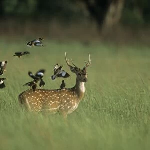 Chital Spotted / Axis Deer With flock of Common Mynas (Acridotheres tristis) Corbett National Park, India
