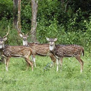 Chital / Spotted Deeer / Axis Deer. India & Sri Lanka (introduced to New Zealand). Stags and hind