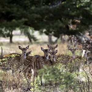 Chital / Spotted Deer