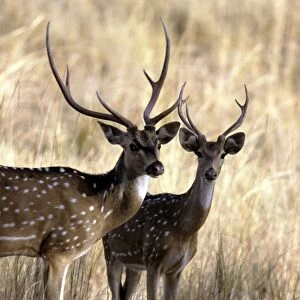 Chital / Spotted Deer - Bandhavgarh National Park India