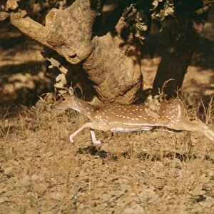 Chital / Spotted Deer CB 94 Ranthambhore National Park india Axis axis © Chris Brunskill / ARDEA LONDON
