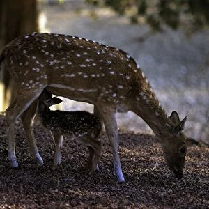 Chital / Spotted Deer - with fawn - Ranthambhor National Park India