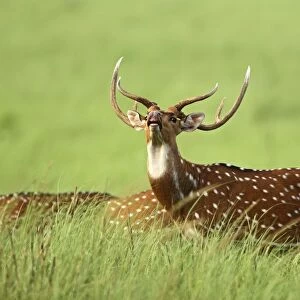 Chital / Spotted Deer - vocalising / alarm call Corbett National Park, Uttaranchal, India