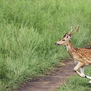 Chital stag on the jungle track, Corbett National Park, India