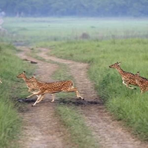 Chitals runing across grassland, Corbett National Park, Uttaranchal, India