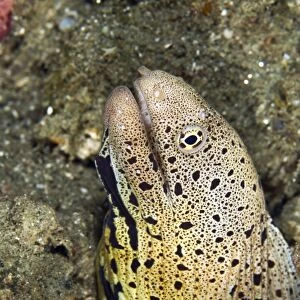 Chlamydatus Moray Eel - Indonesia