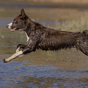 Chocolate border collie, Canis familiaris, playing in water, Maryland