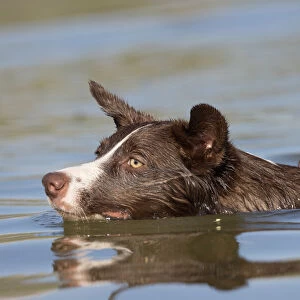 Chocolate border collie, Canis familiaris, playing in water, swimming, Arizona