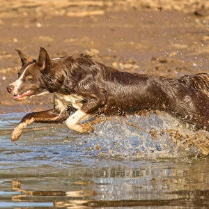 Chocolate border collie, Canis familiaris, playing in water, Arizona