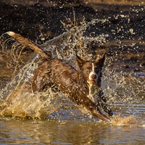 Chocolate border collie, Canis familiaris, playing in water, Arizona