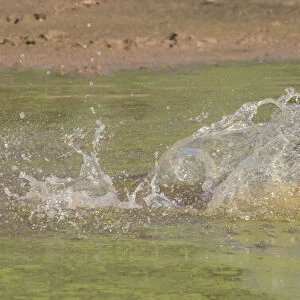 Chocolate border collie, Canis familiaris, playing in water, chasing dragonfly, Arizona