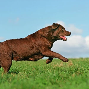 Chocolate Labrador - running