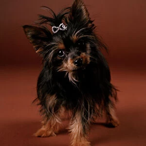 Chorkie Dog - crossbreed between Yorkshire Terrier and a Chihuahua