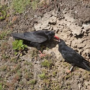 Choughs - adult feeding young - Cornwall