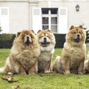 Chow Chow - line of four