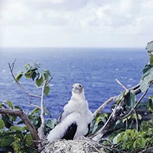 Christmas Island frigatebird - chick