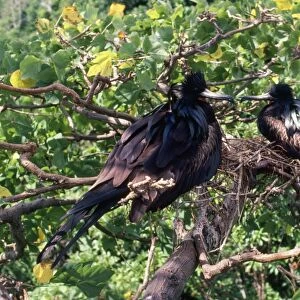 Christmas Island Frigatebirds - males both incubating eggs Christmas Island Indian Ocean