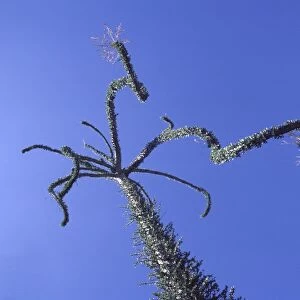 Cirio / Boojum (Fouquieriaceae Family) Central Desert, Baja California, Mexico